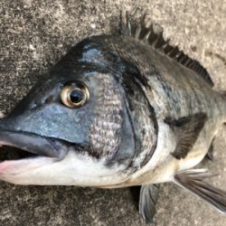 暖かくなったのでエビ撒きをしてみました