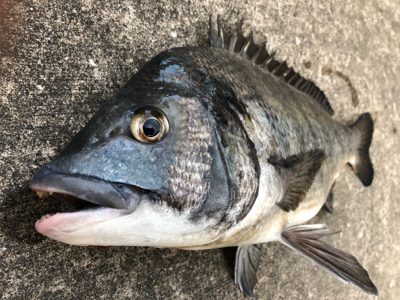 暖かくなったのでエビ撒きをしてみました