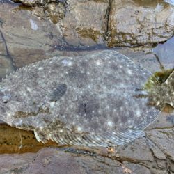 今年初のロックショア