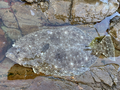 今年初のロックショア