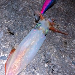 アジング時々エギング。