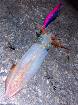 アジング時々エギング。