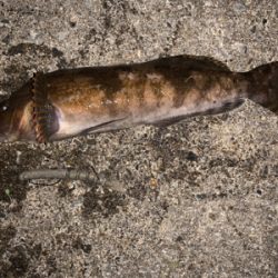 スーパーどじょう炸裂！