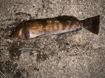 スーパーどじょう炸裂！