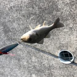 なんとか釣れたよ！