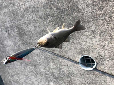 なんとか釣れたよ！