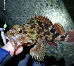 ナイトアジング