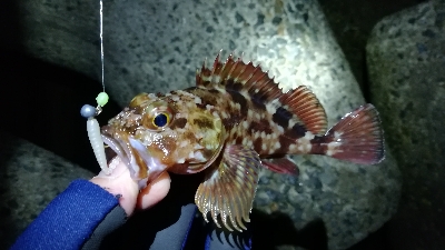 ナイトアジング