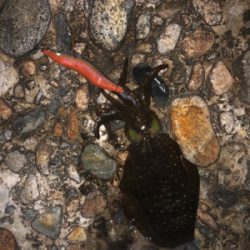 エギングのち邪道エギング