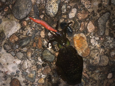 エギングのち邪道エギング