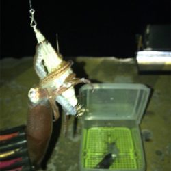 寒くて渋いヒイカ釣り(><)