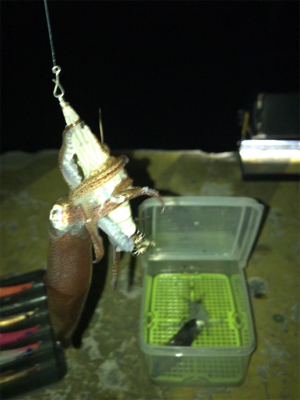 寒くて渋いヒイカ釣り(><)