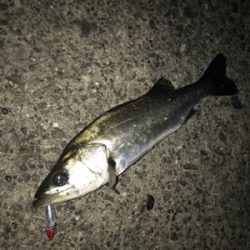 ハマれば釣れます！