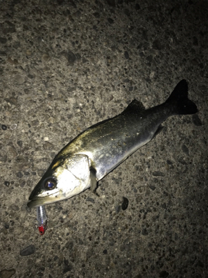 ハマれば釣れます！