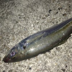 垂水漁港で激シブ&強風アジング!