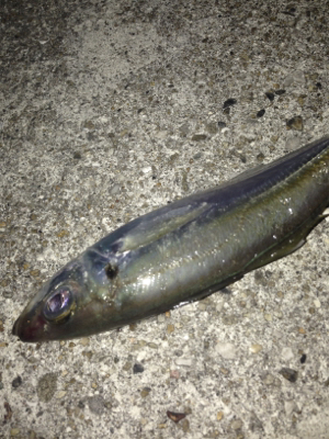 垂水漁港で激シブ&強風アジング!