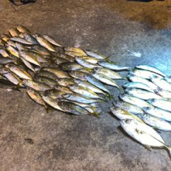 まわりが入れ食い、私はボチボチ。