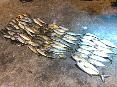 まわりが入れ食い、私はボチボチ。