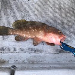 新年初の一つテンヤ釣り