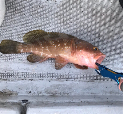 新年初の一つテンヤ釣り
