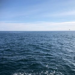 まとまたフカセリベンジ…