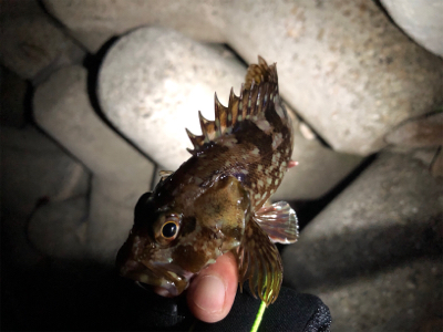 久しぶりにお魚さんに会いたくて！