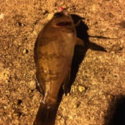 アジング、ショアジギング