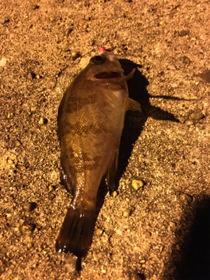 アジング、ショアジギング