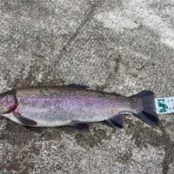 プールフィシング