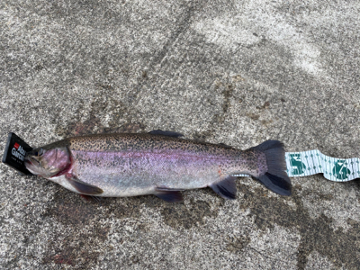 プールフィシング