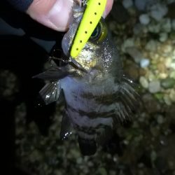 ナイトメバリング