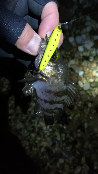 ナイトメバリング