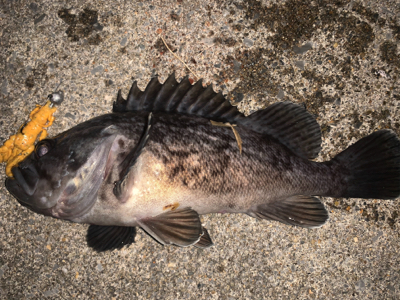 （´-`）.｡oO(冬は汁系ワームだねぇ