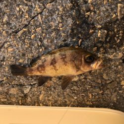 半夜エビ撒き釣り 好調