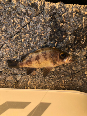 半夜エビ撒き釣り 好調