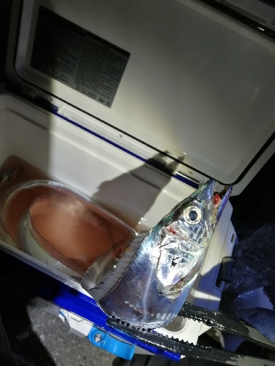 まだ釣れました