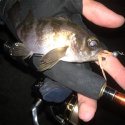 メバルよりガシラ好調