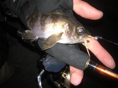 メバルよりガシラ好調