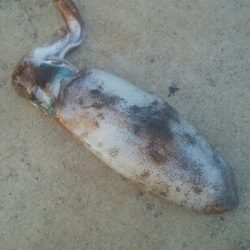 2020年　初障泥！