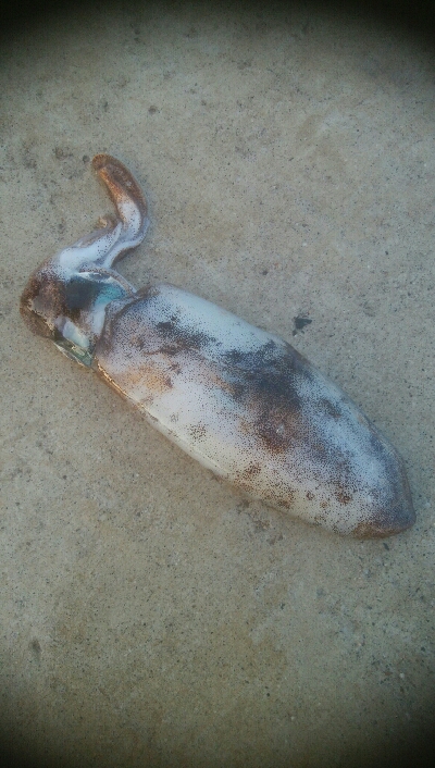 2020年　初障泥！