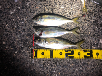 今年初のアジング