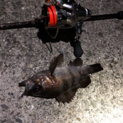 中アジの刺身が食べたくて