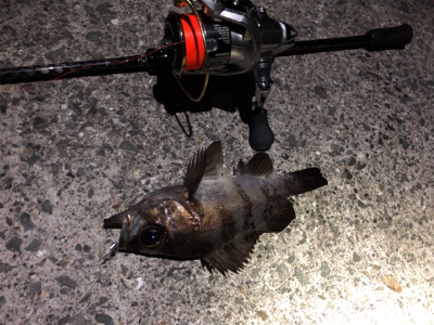 中アジの刺身が食べたくて