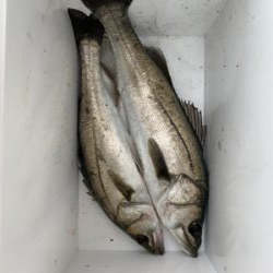 青物はどこへ…