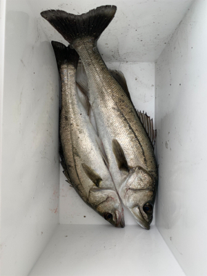 青物はどこへ…