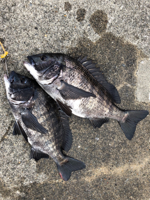 エビ撒きアタリが多い