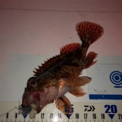 ガシラは釣れるんだけど…^_^