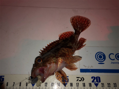 ガシラは釣れるんだけど…^_^