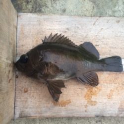 カゴシーズン終了→エビ撒きメバル