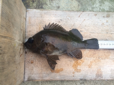 カゴシーズン終了→エビ撒きメバル